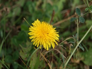 Una solitaria flor silvestre amarilla