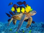 Peces de colores sobre una tortuga marina