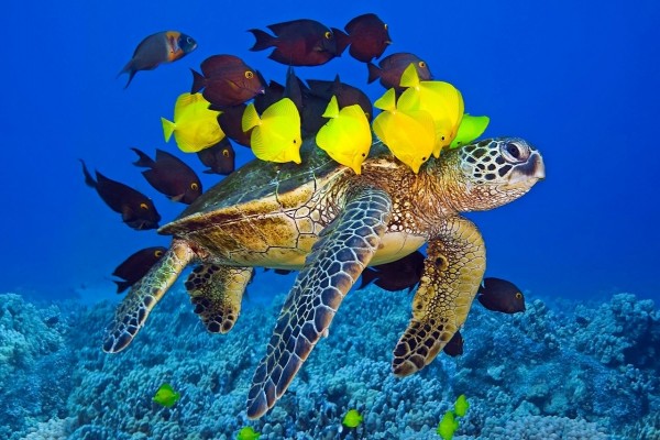 Peces de colores sobre una tortuga marina