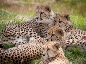 Grupo de guepardos tumbados en la hierba