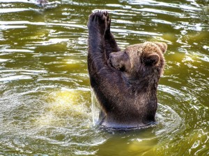 Postal: Un fantástico oso pardo divirtiéndose en el agua