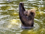 Un fantástico oso pardo divirtiéndose en el agua