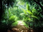 Una senda rodeada de espectaculares arbustos y árboles