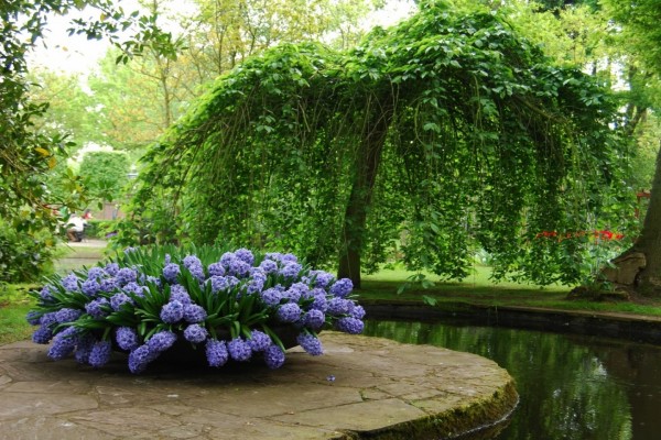 Delicados jacintos embellecen el jardín