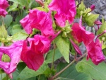 Flores de color rosa en la planta