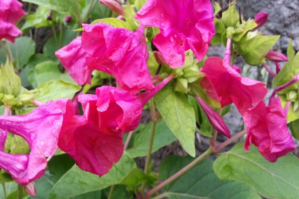 Flores de color rosa en la planta