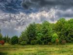 Nubes grises sobre los árboles verdes