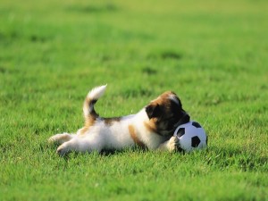 Perrito jugando con una pelota de fútbol