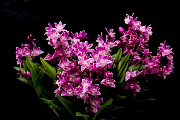 Sensacional ramo de orquídeas