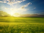 El sol iluminando la verde hierba
