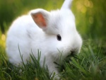 Un pequeño conejo blanco en la hierba