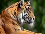 Un precioso tigre de Bengala