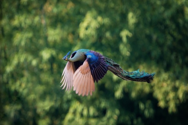 Un pavo real en el aire desplegando sus alas