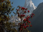 Árbol con flores rojas delante de la gran montaña