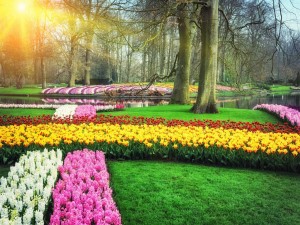 Jacintos y tulipanes en un cuidado jardín