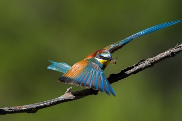 Colorido pájaro con un insecto en el pico