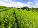 Un gran campo con plantas de té