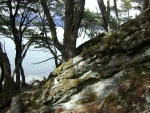 Vista entre los árboles de la Bahía Lapataia (Parque Nacional Tierra del Fuego, Argentina)