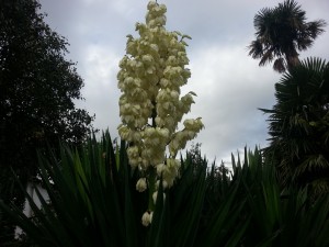 Gran racimo de flores blancas