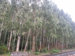 Bosque de eucaliptos al borde de la carretera