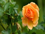 Rosal con una bella rosa amarilla