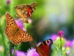 Tres mariposas sobre las flores