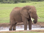 Gran elefante en una charca