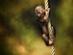 Un pequeño mono disfrutando sobre una cuerda
