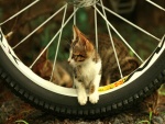 Un gatito en una rueda de bicicleta