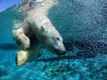 Un oso polar nadando en frías aguas