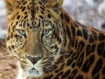 La intensa mirada de un leopardo