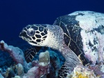 Una gran tortuga en el fondo del océano