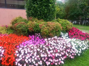 Composición floral en un jardín