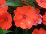 Pequeñas flores de color rojo anaranjado