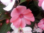 Una hermosa flor rosa en la planta