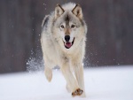 Un lobo corriendo por la nieve