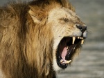 Gran boca de un león