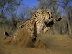 Un guepardo atacando