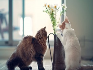 Dos gatitos curiosos