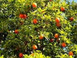 Naranjas madurando en el árbol