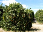 Un campo de naranjos