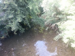 Un río entre árboles