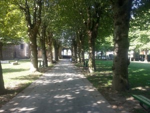 Postal: Camino entre árboles
