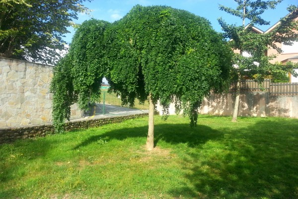 Bonito árbol en un jardín