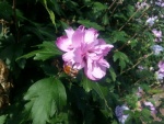 Gran abeja en una flor rosa