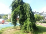 Un árbol doblado en el parque