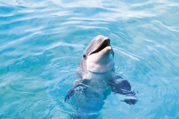Un delfín sacando la cabeza del agua