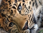 Bonita cara de un leopardo
