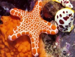 Una estrella de mar de color naranja