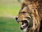 Un león enseñando sus gruesos colmillos